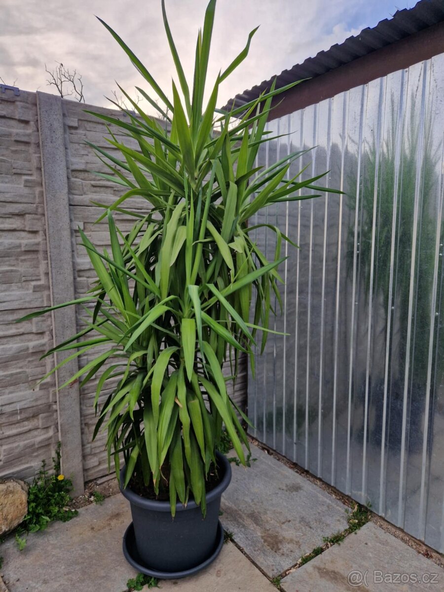 Juka obrovská 220 cm vysoká. - 2