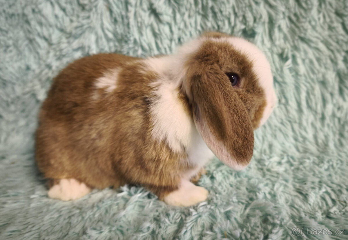 ⭐️ Vánoční ⭐️ Zakrslí beránci 🍀⭐️🍀 - 2