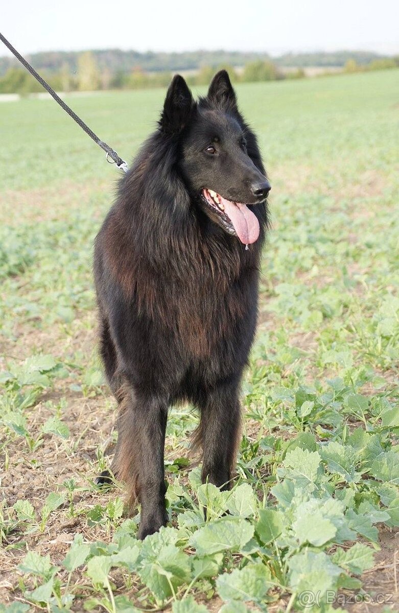 Belgický ovčák GROENENDAEL s PP - 2