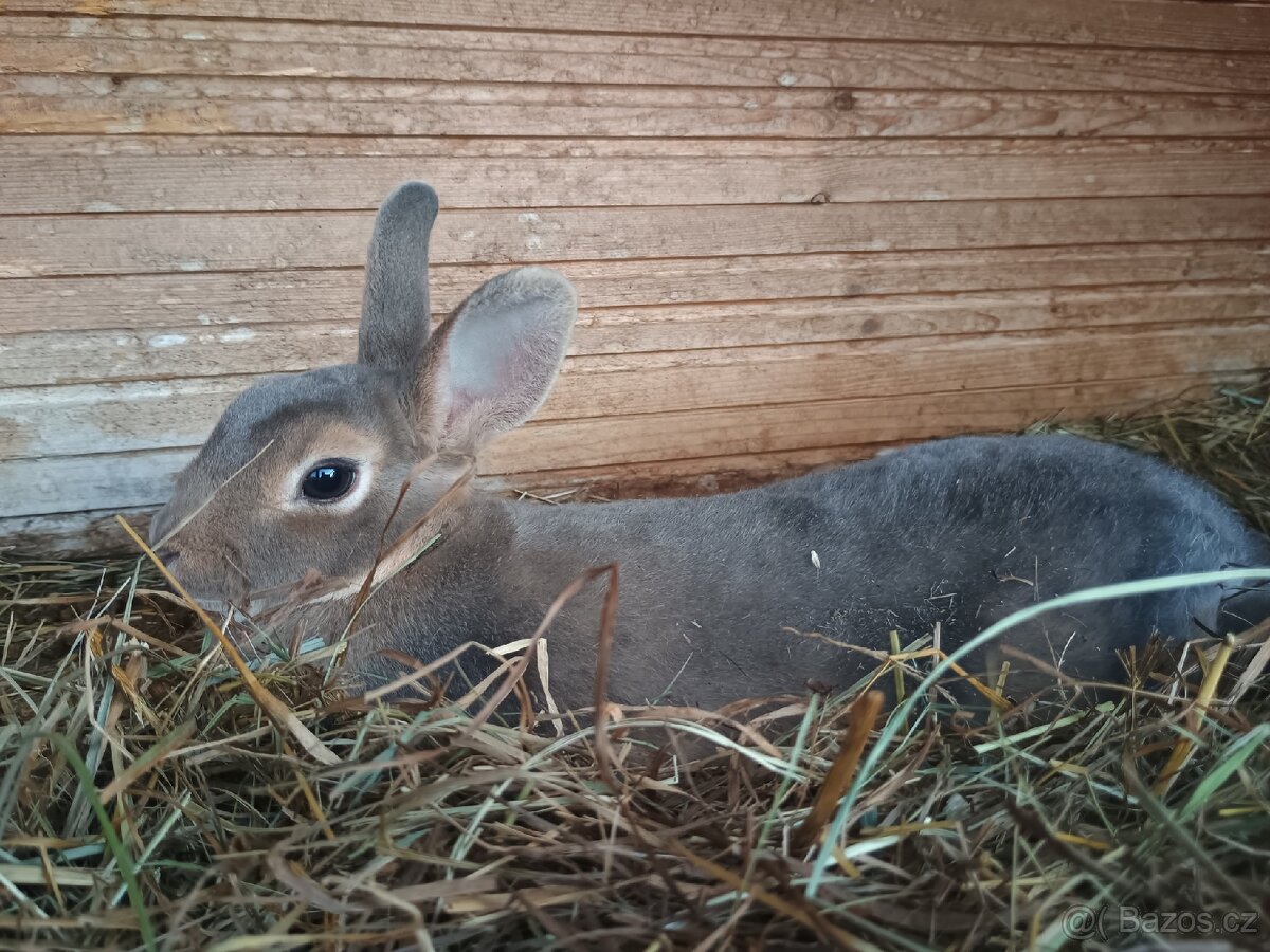 Zakrslý REX divoce modrý holky - 2