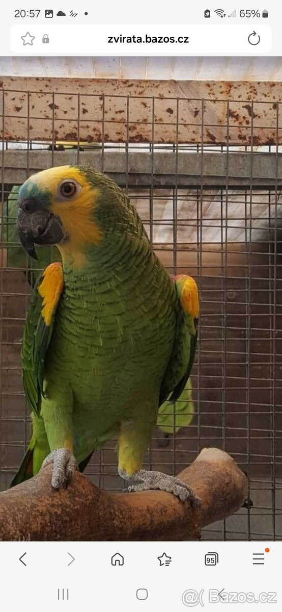 Koupím Amazonan modrocely - 2