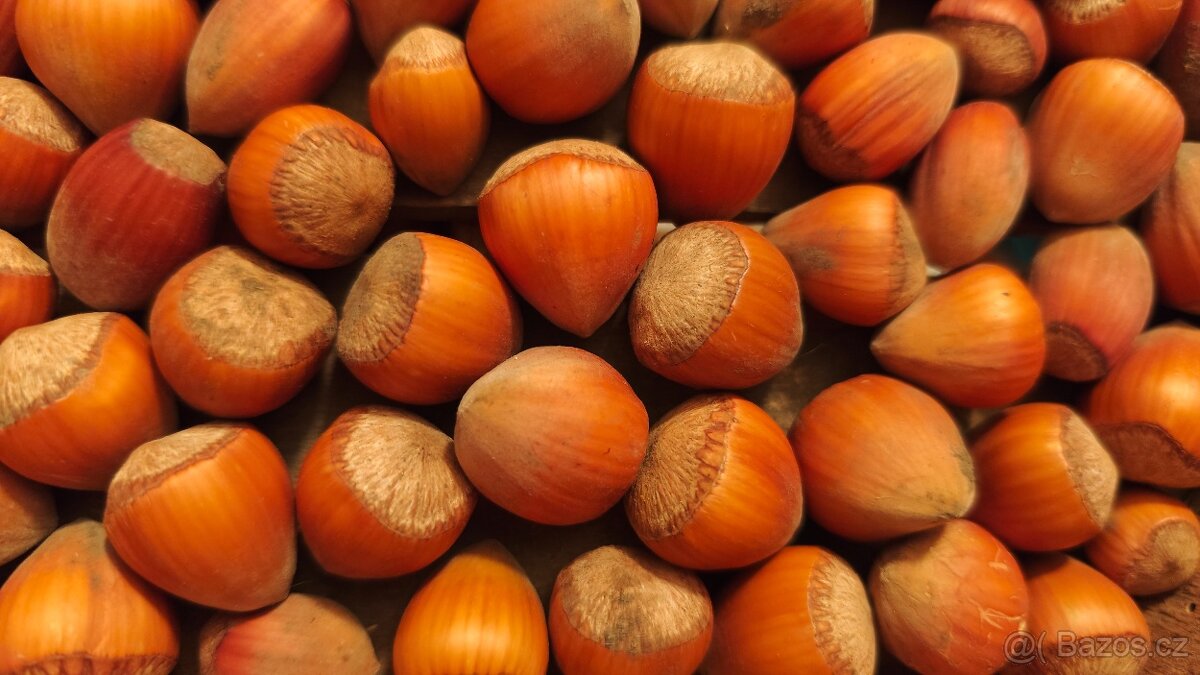 Lískové ořechy - 2