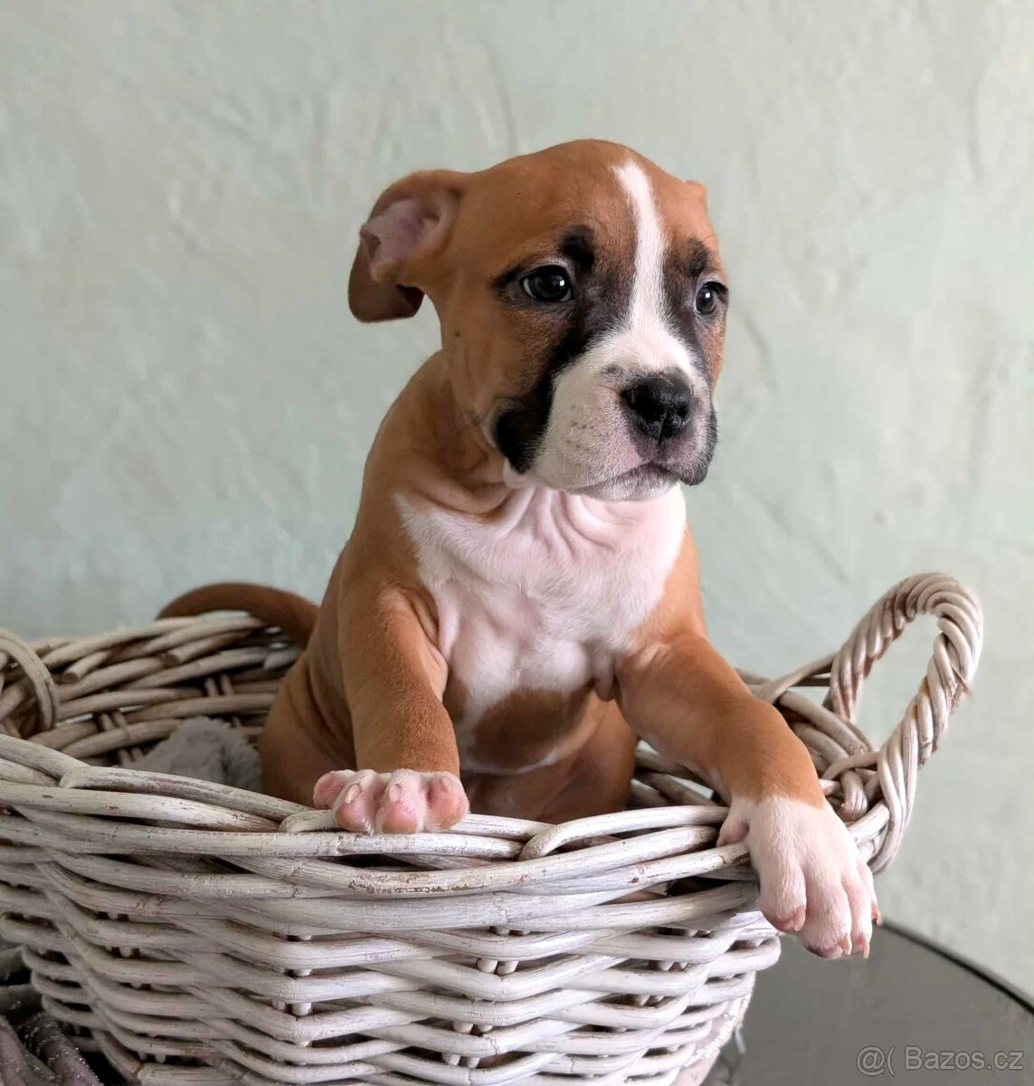 Americký stafordšírský teriér PP - 2