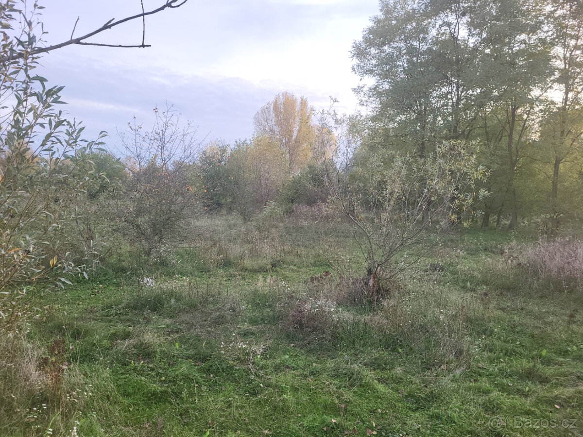 Zahrada 18300 m2, oploceno, u řeky, Štětí - Počeplice - 2