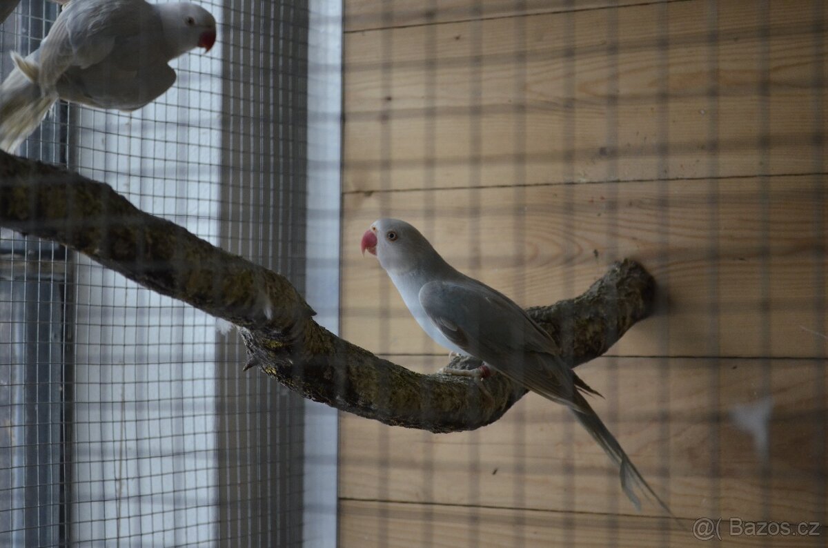 Alexandr malý - modrý palid HO - 2