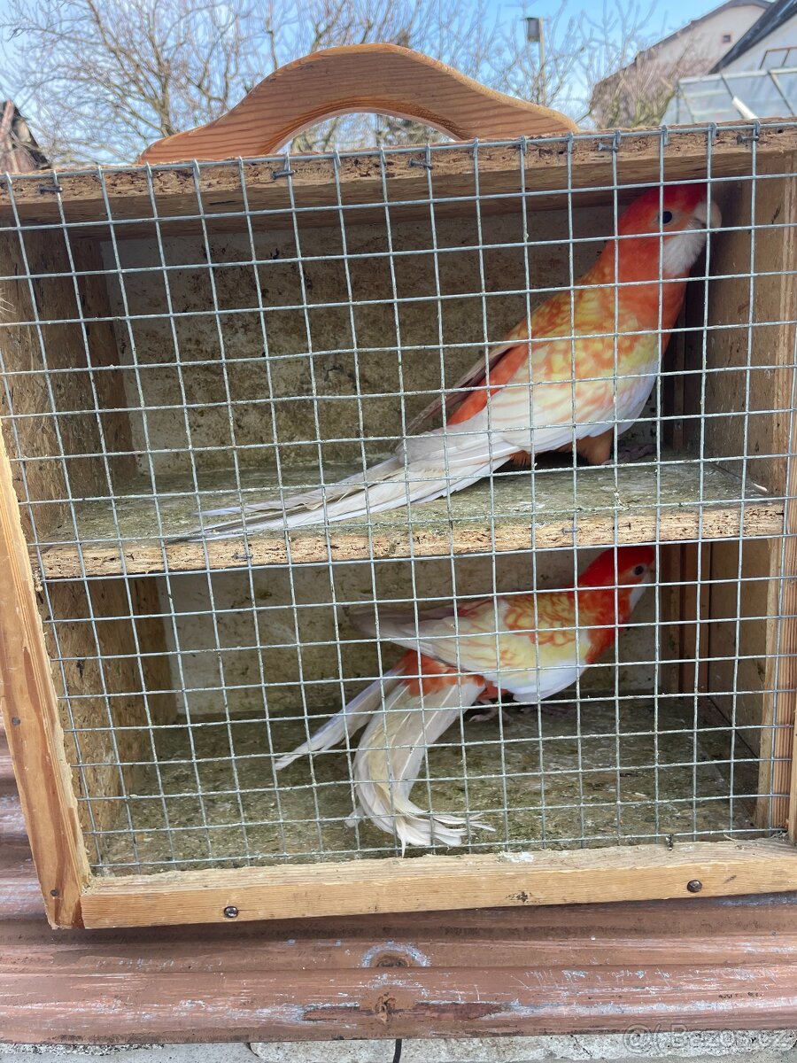 Prodej papoušku - 2