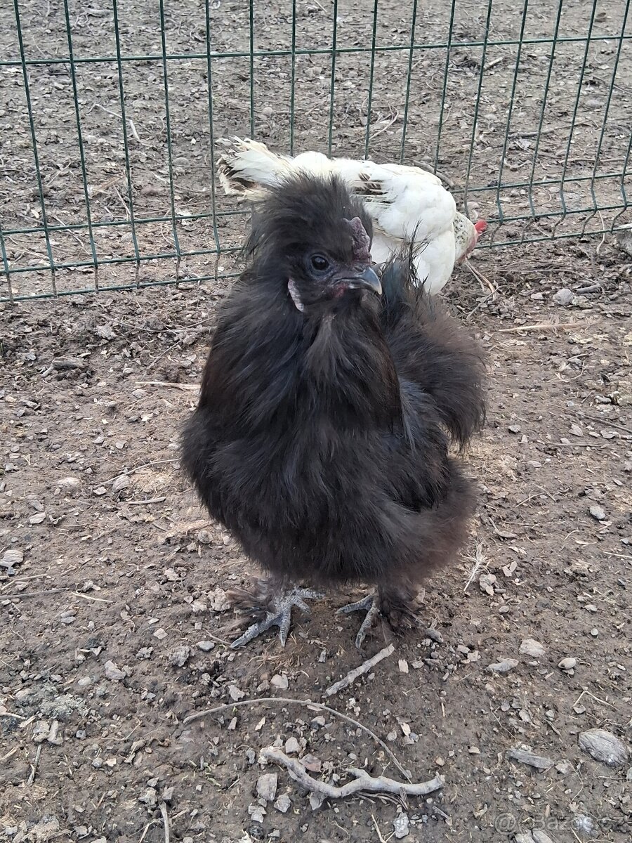 Hedvabnicka kohoutek - 2