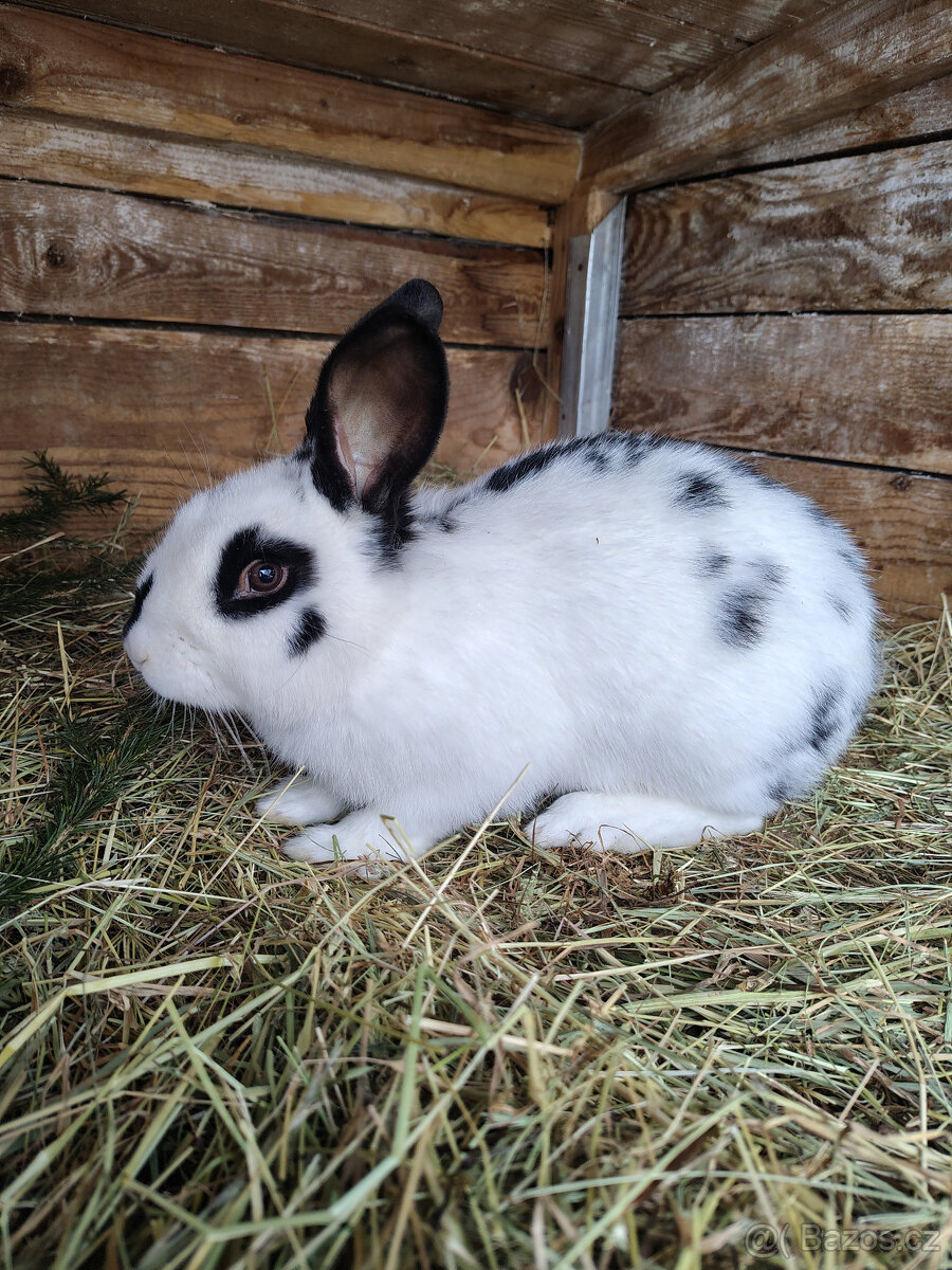 Králíci - samci - 2