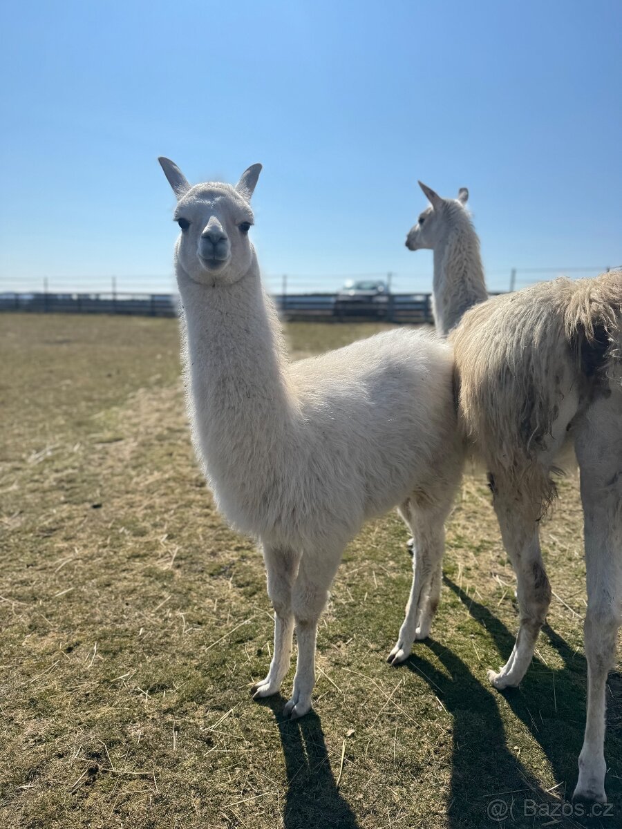 Prodám lamu krotkou, ochočený, kontaktní - 2