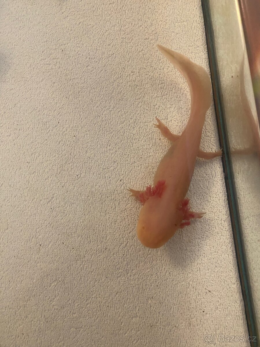 3 velké axolotly + vybavení - 2