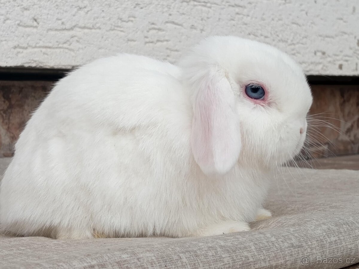 Volný Sameček - Anglický Zakrslý Beránek MiniLop🍑🧡🤍 - 2