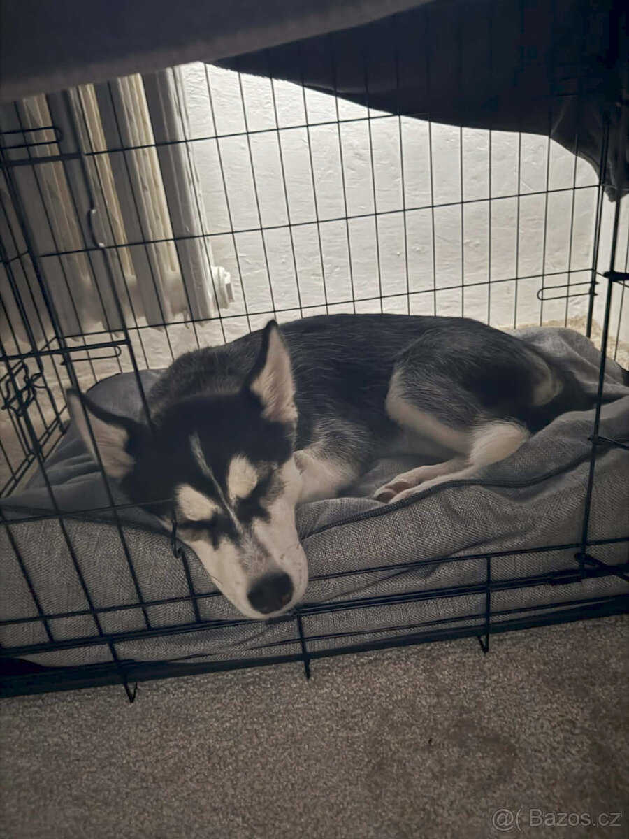 Klec Dog Fantasy skládací M černá 2 dveře 75x46x53cm - 2