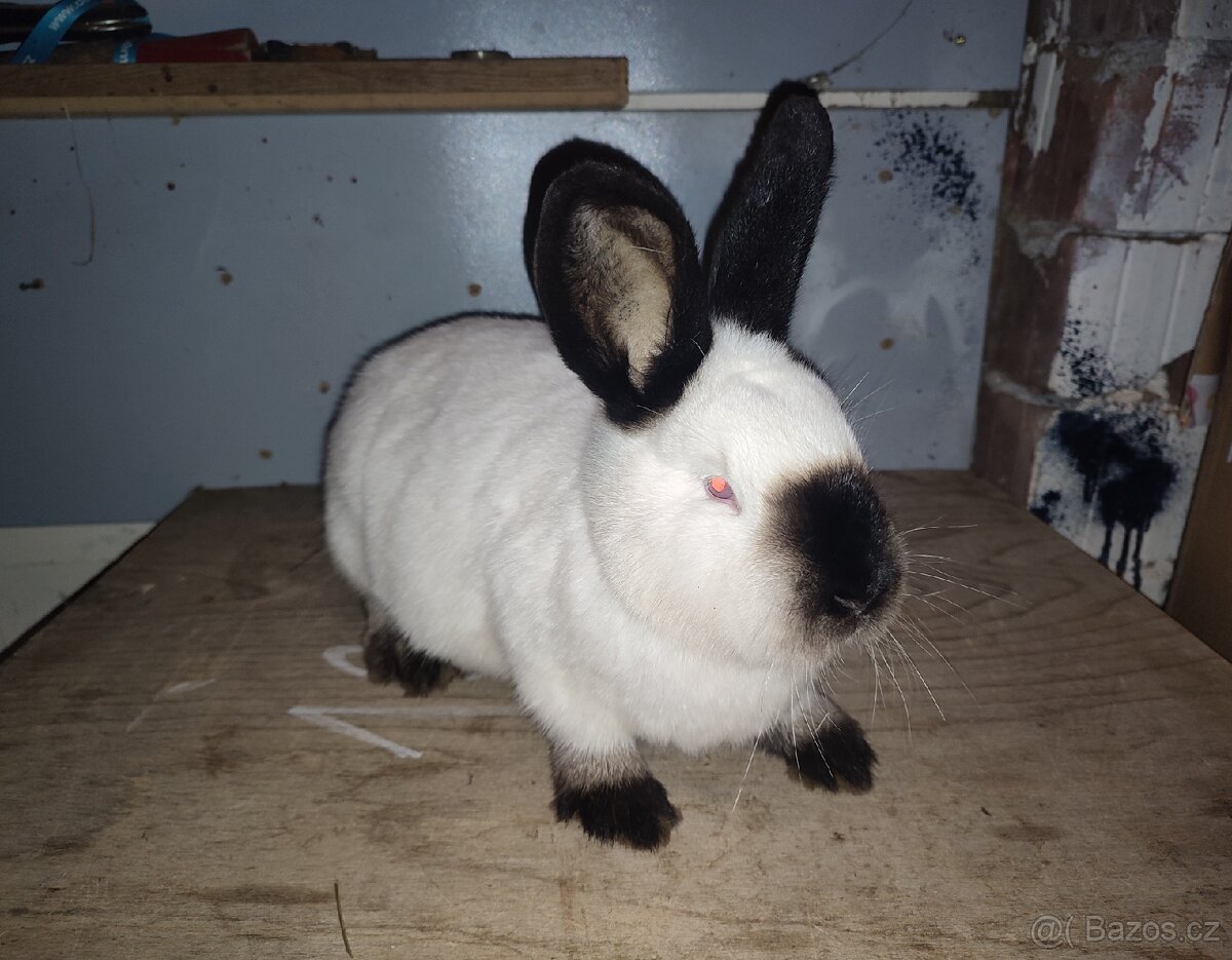 Kalifornský černý - tetované samice s PP, očkované - 2