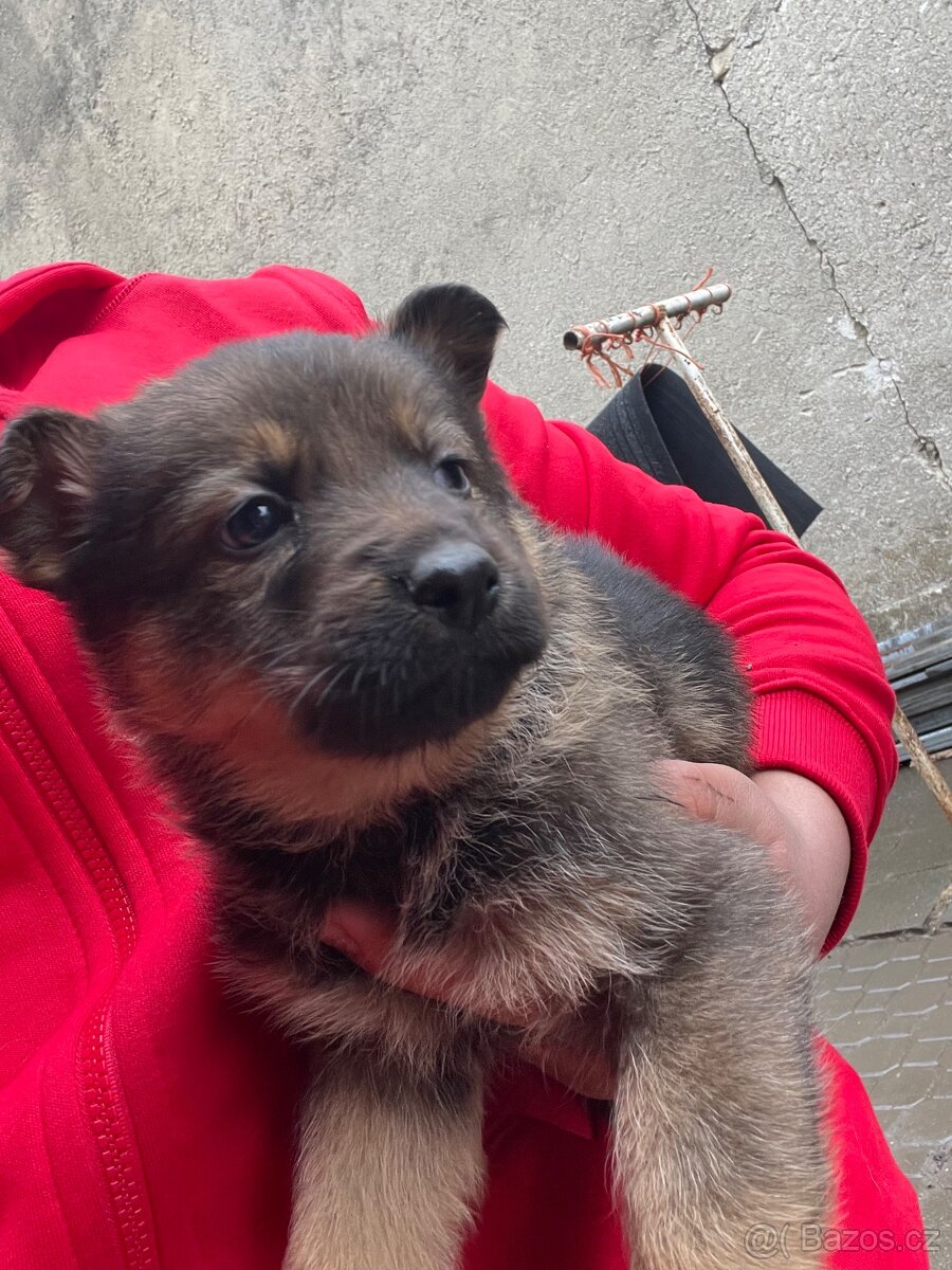 Inzerát – štěňata německého ovčáka - 2