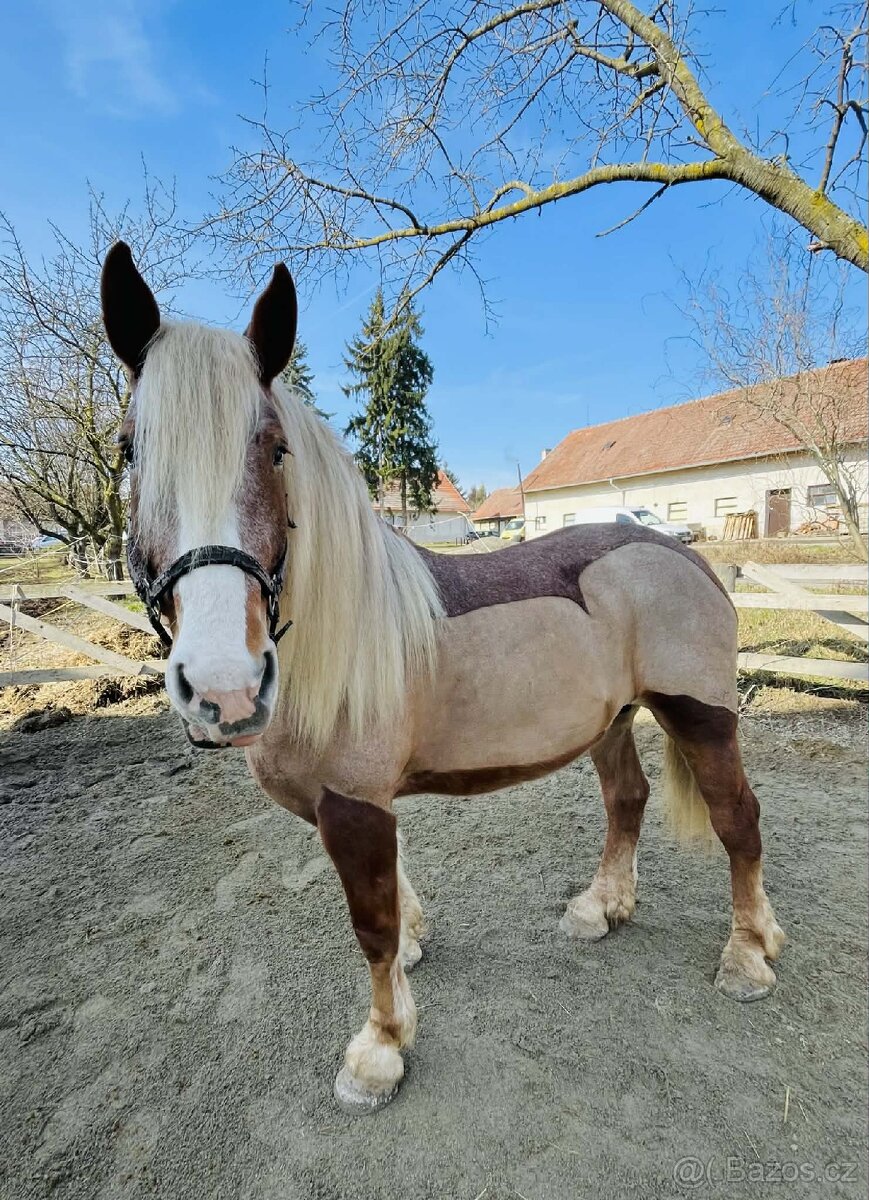 9 letá klisna ČMB - 2