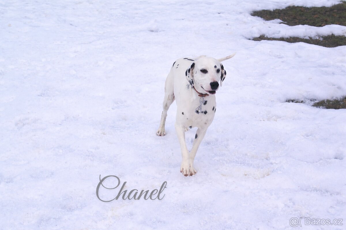 🤍Dalmatín🖤 - 2