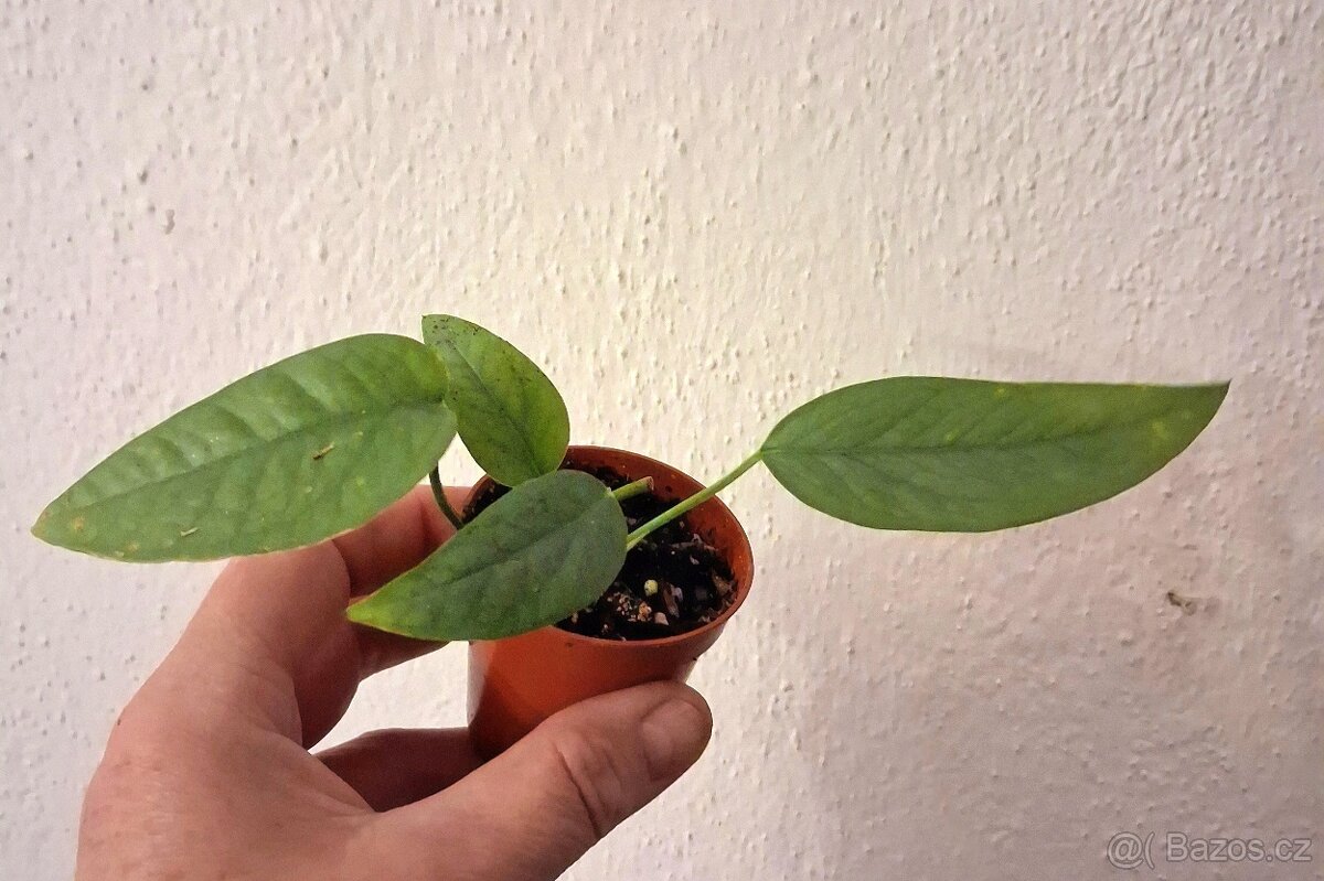 Epipremnum Cebu Blue - 2