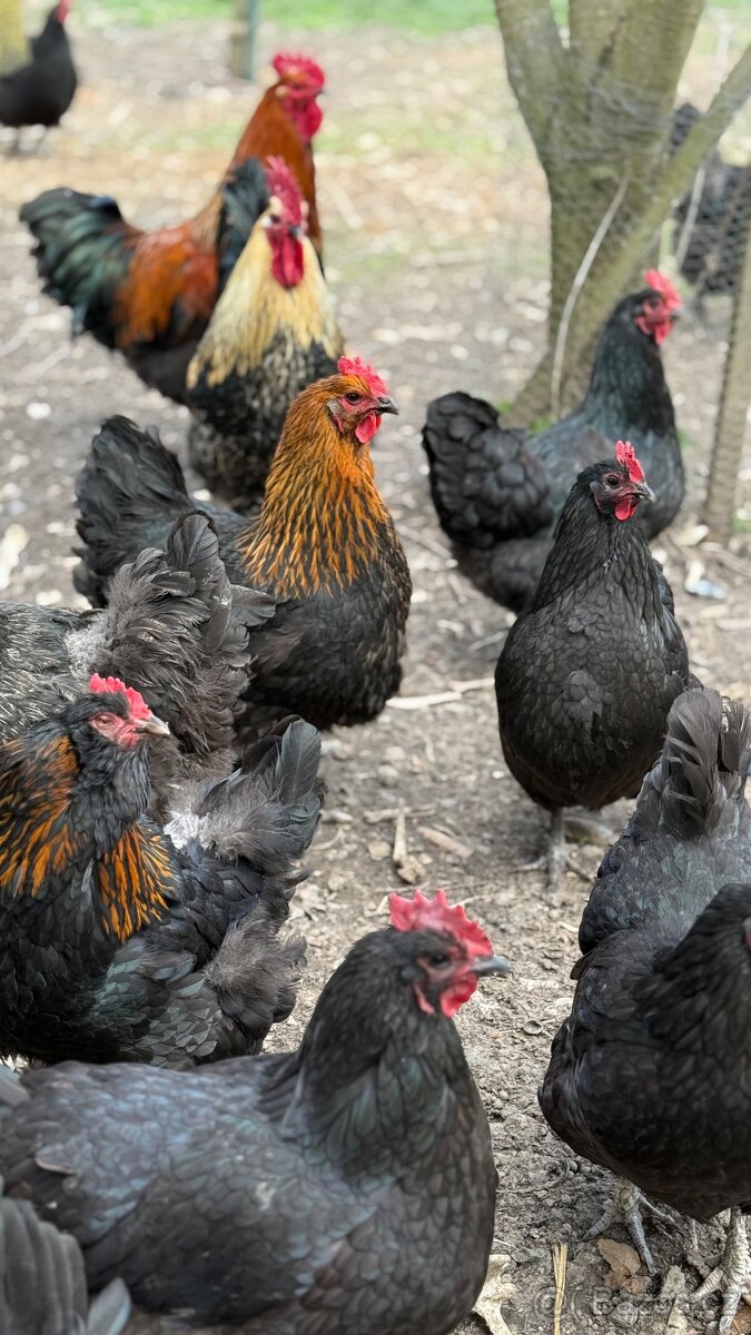 Čerstvé domácí vejce 🥚 - 2
