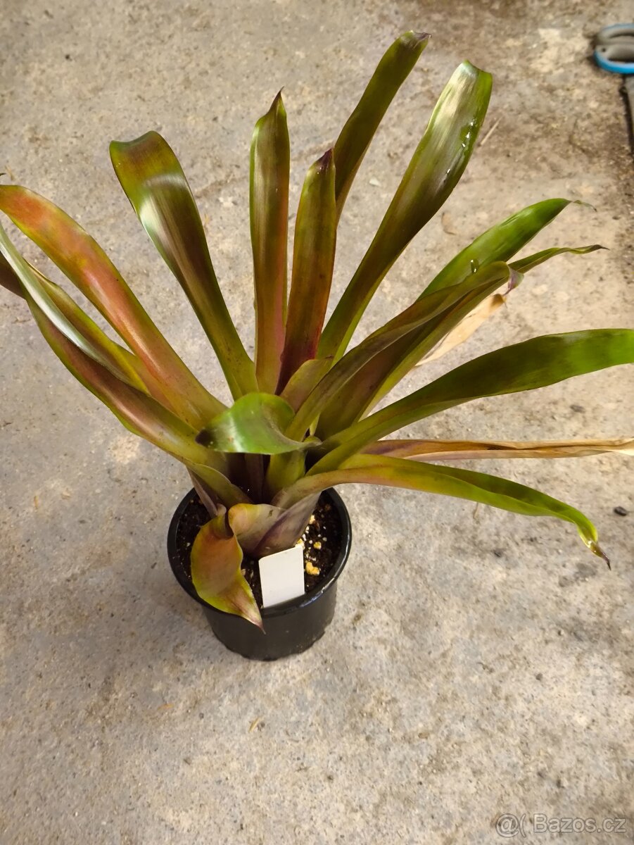 Krásné bromélie - 2
