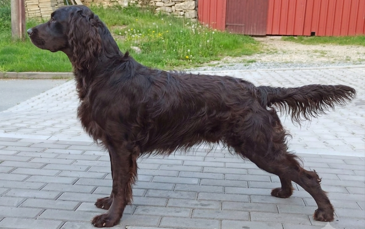 Německý křepelák s PP - 2
