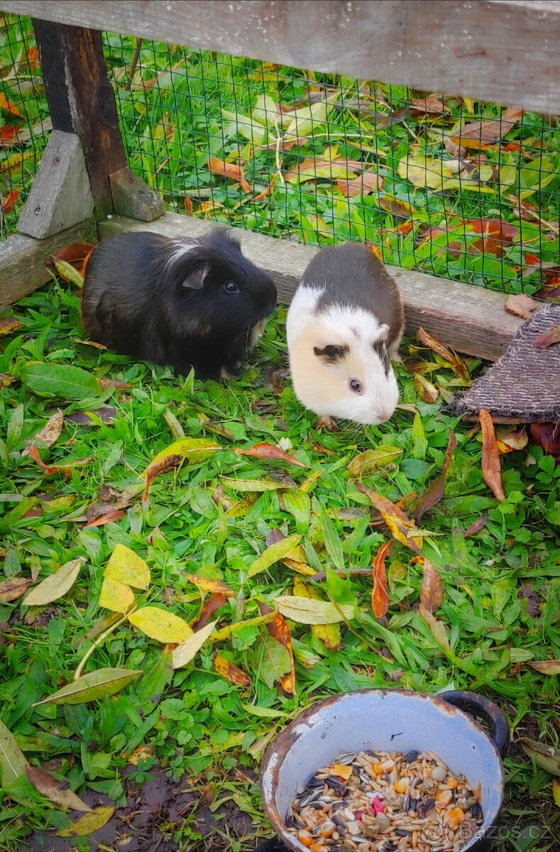 Daruji morčátka - 2