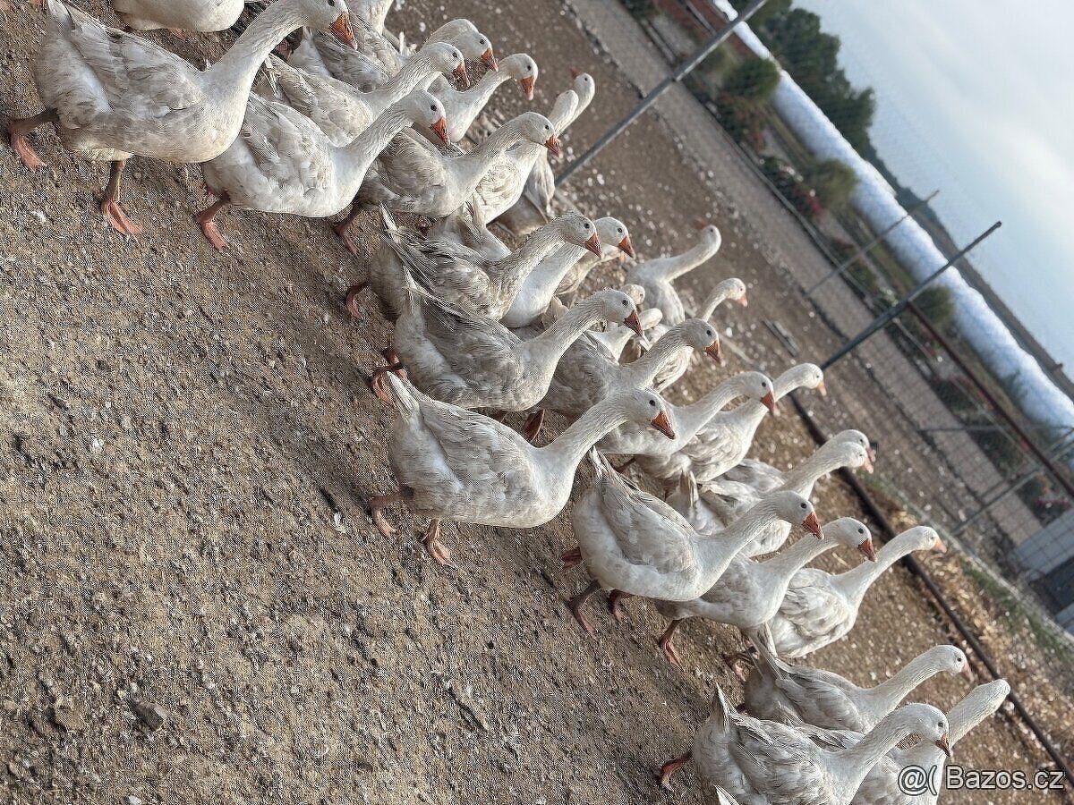 Svatomartinské husy - 2