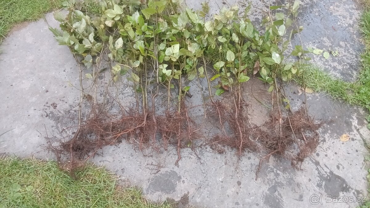 Sazenice habru - 2