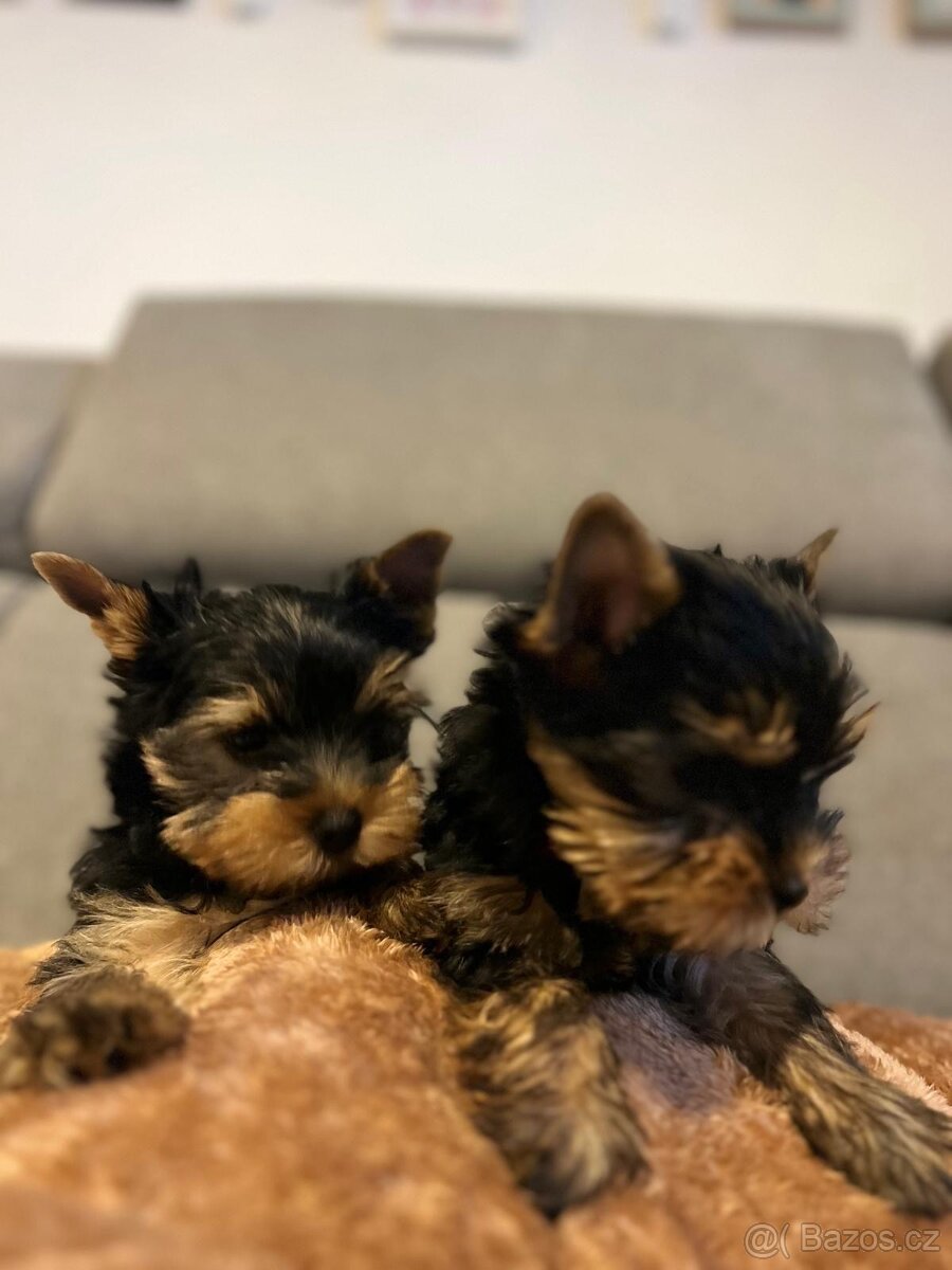 Yorkšírský terier - 2