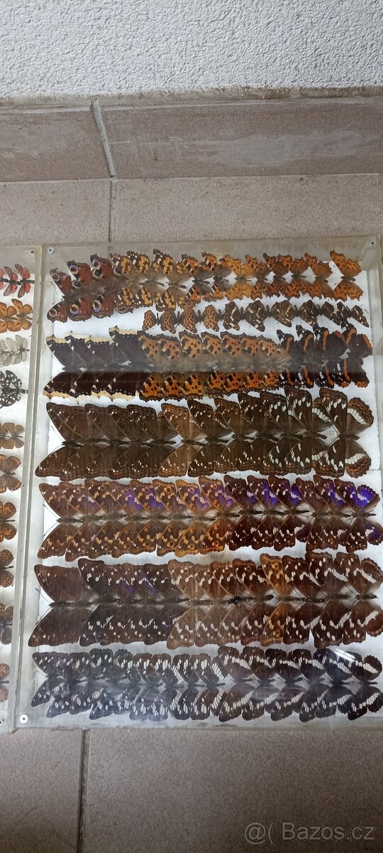Prodám velikou sbírku motýlů - 2