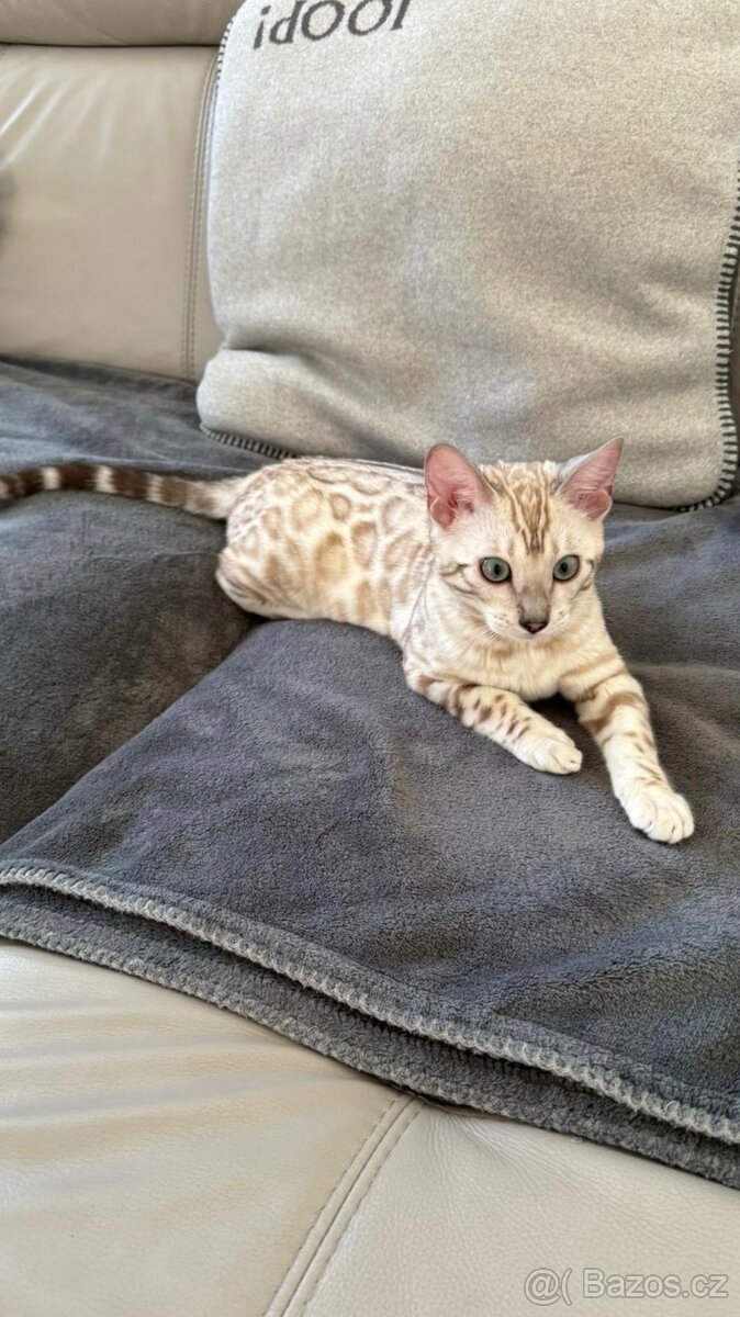 Bengálská kočka,bengálské kotě - 2