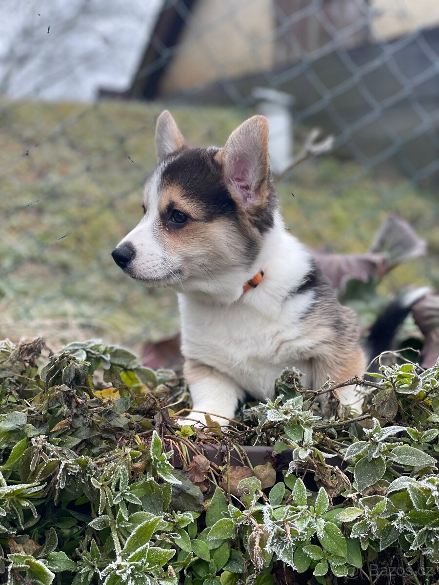 Alf Tatra Majesty - Welsh Corgi Pembroke (trikolor) - 2