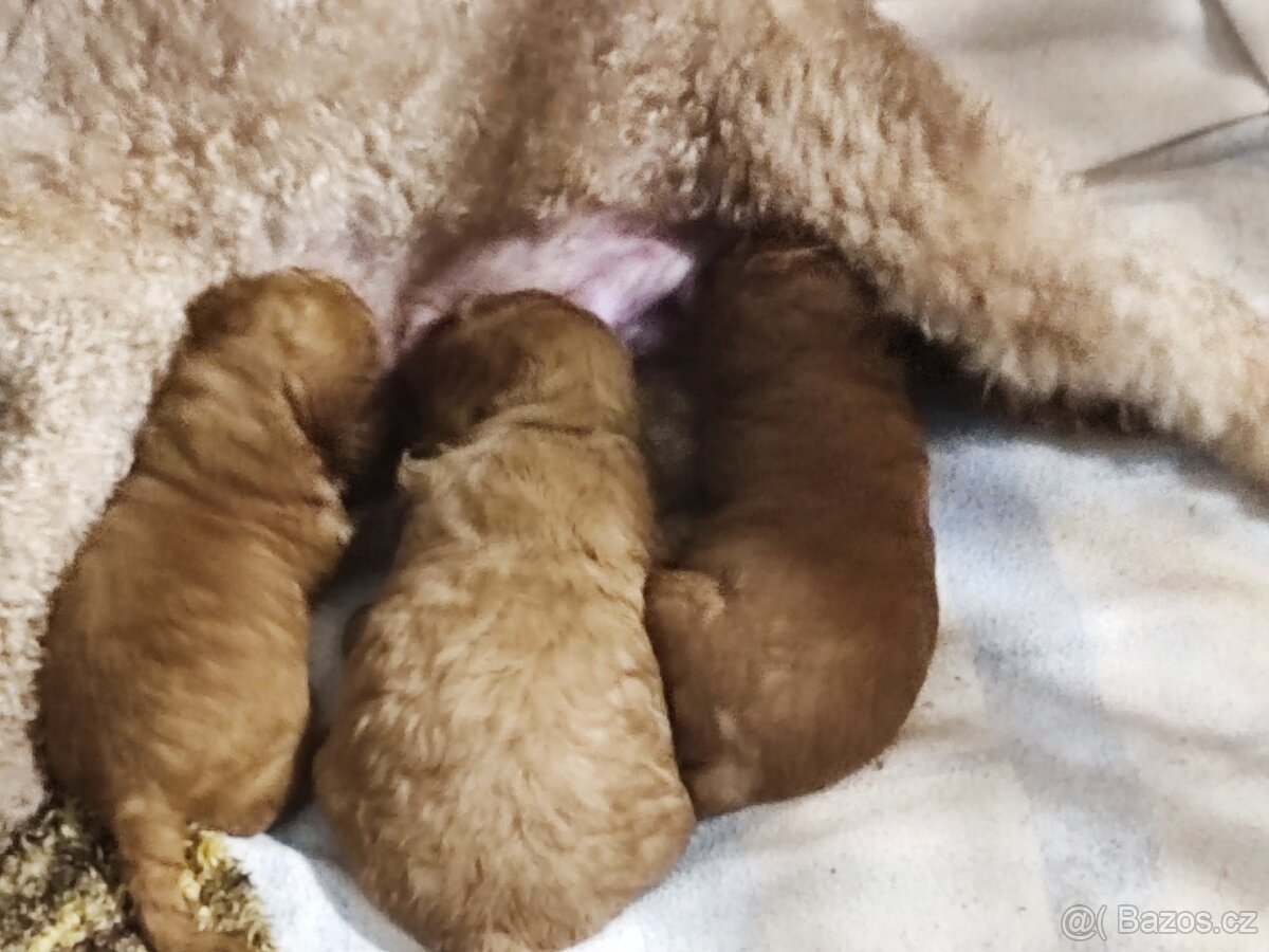 Pudl trpasličí s P.P. - 2