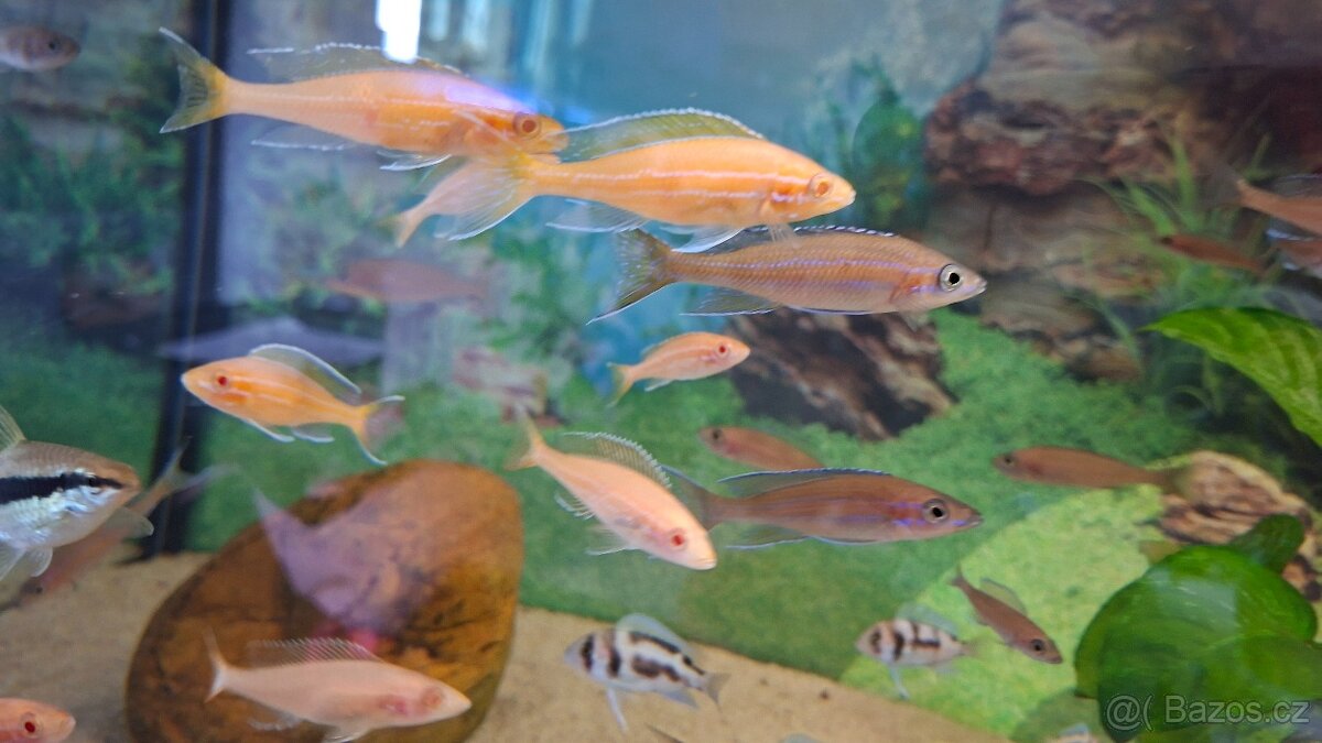 Prodám Malawi a Tanganiku - 2