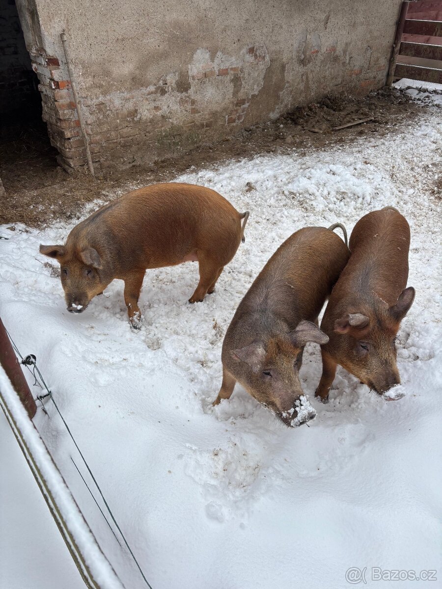 Prodám domácí prasata - 2
