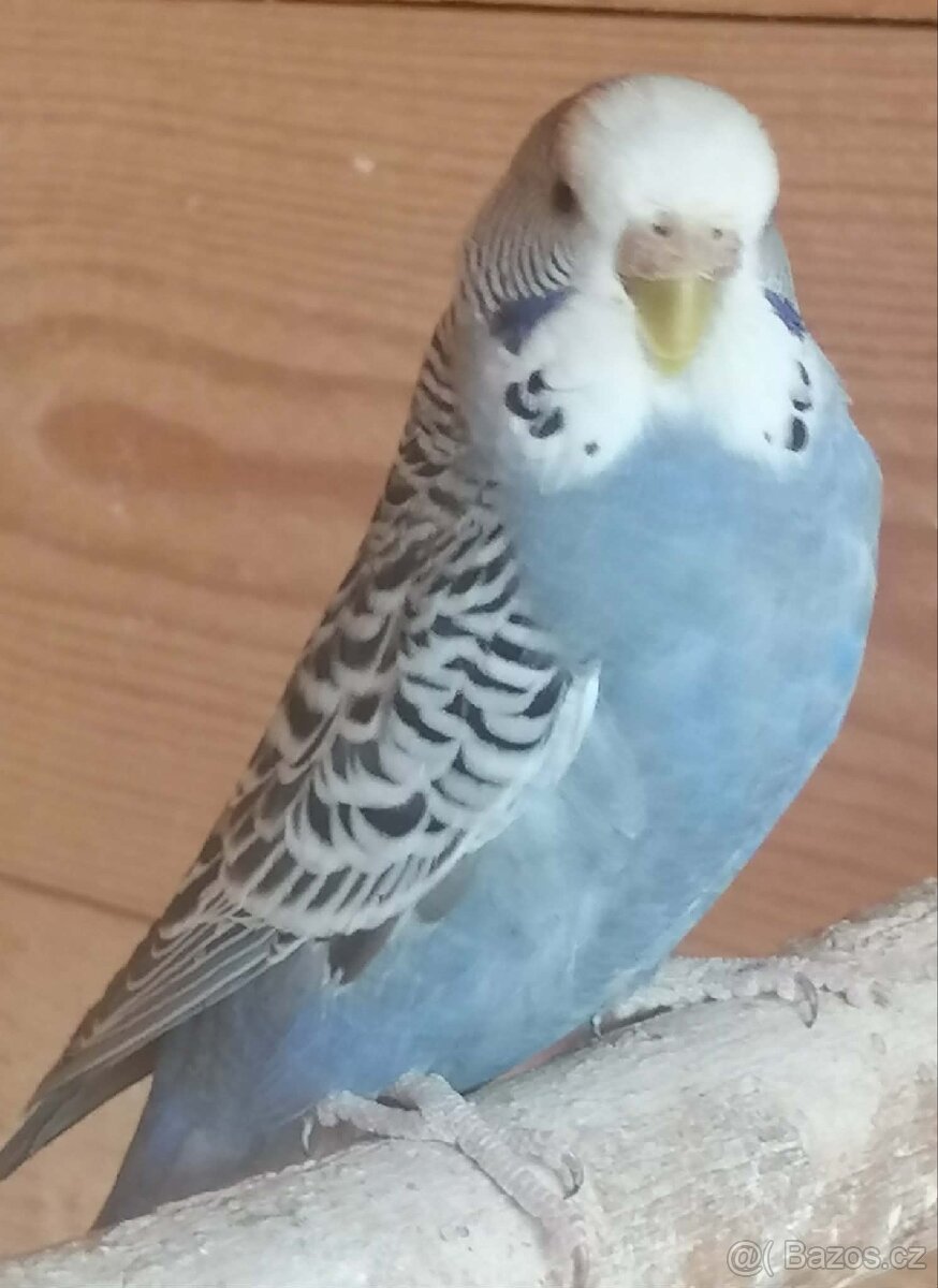 Andulka vlnkovaná - 2