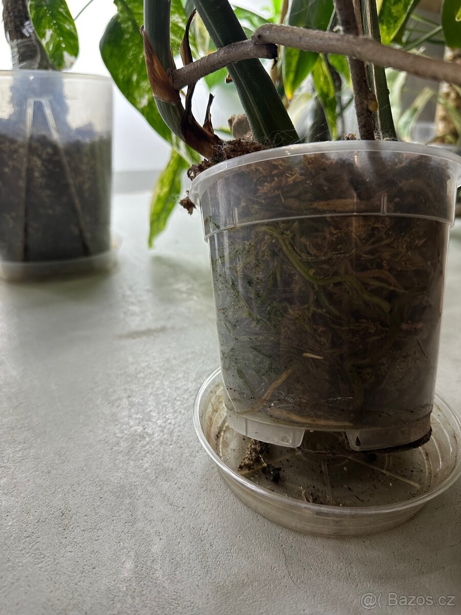 Monstera deliciosa ‘Albo Variegata’ - 2