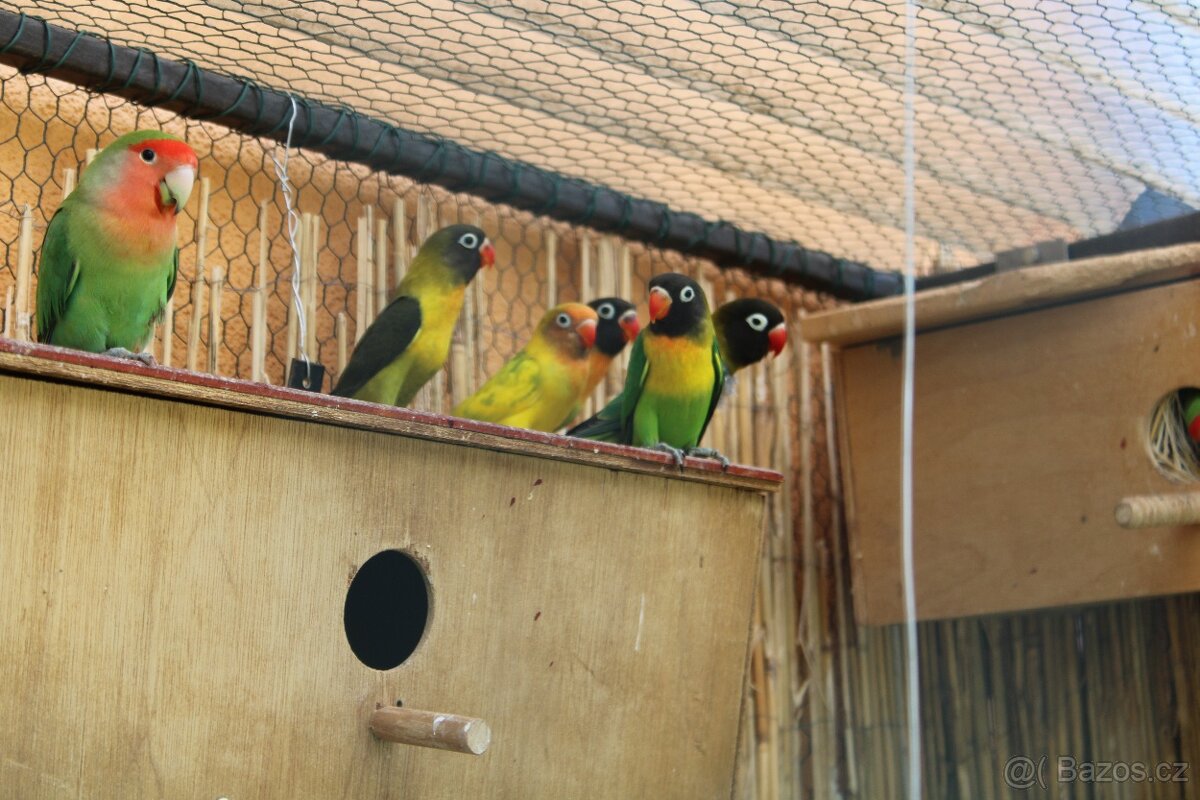Prodám mlaďata Agapornis růžohrdlý, škraboškový - 2