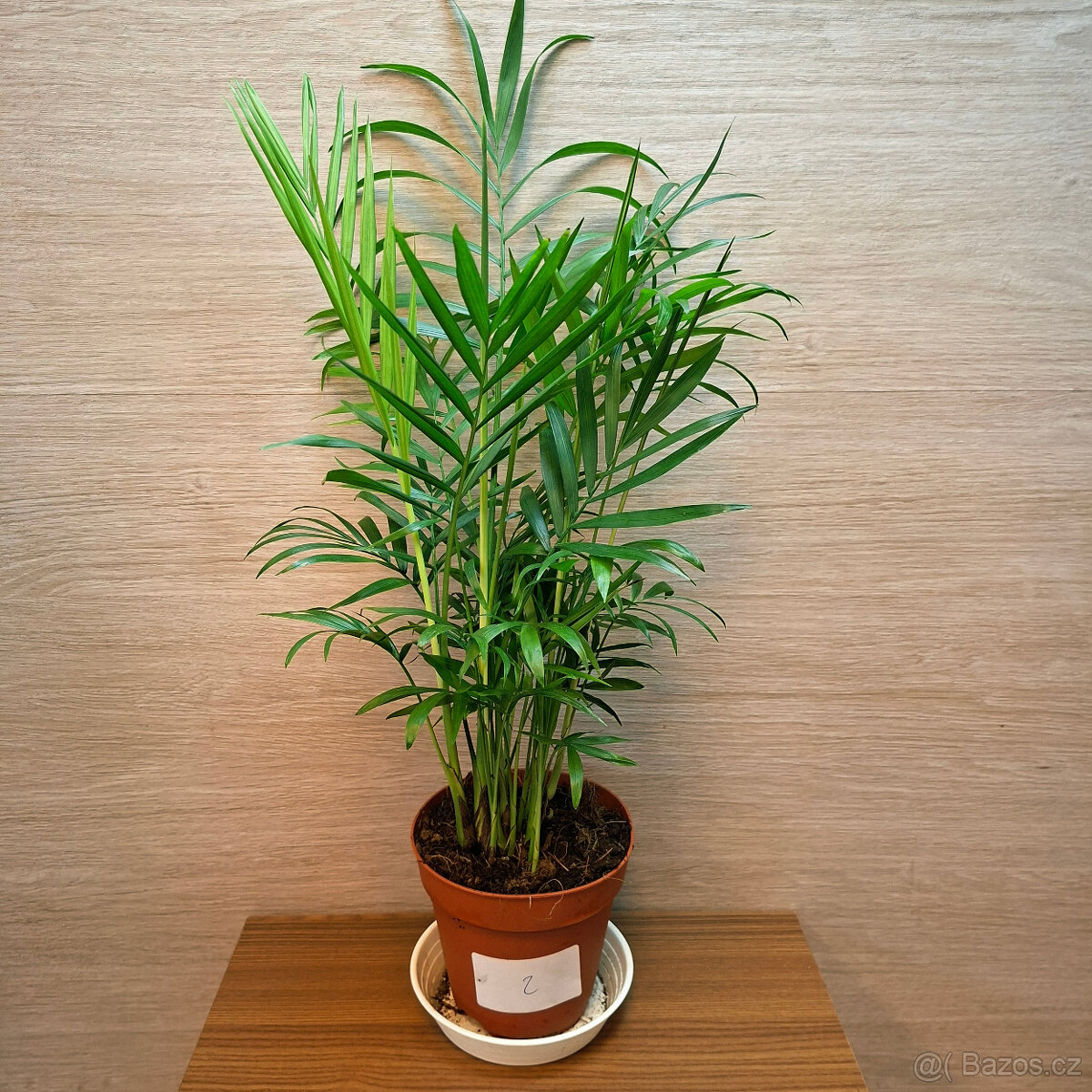 Chamaedorea Elegans - 2