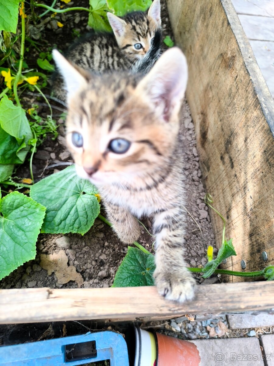 Darují koťata - 2