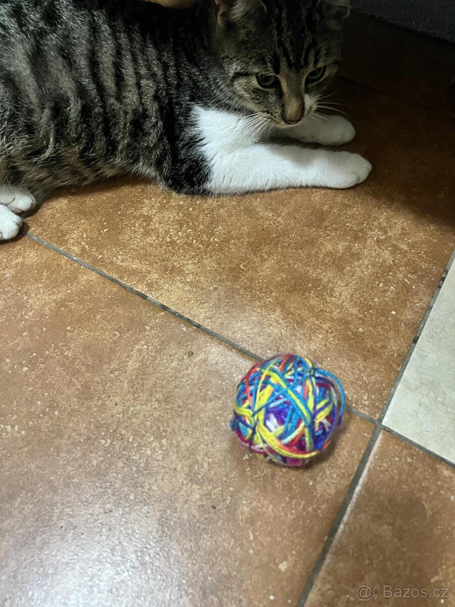 Darujeme kočičky - 2