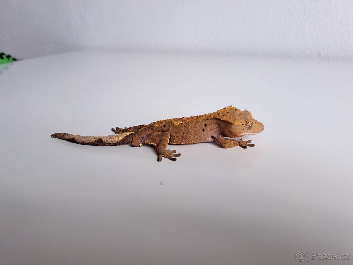 pagekon řasnatý samec.. - 2