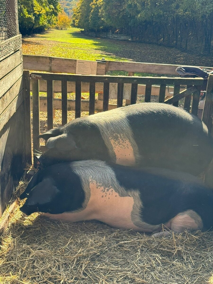 Přeštická prasata na prodej - 2