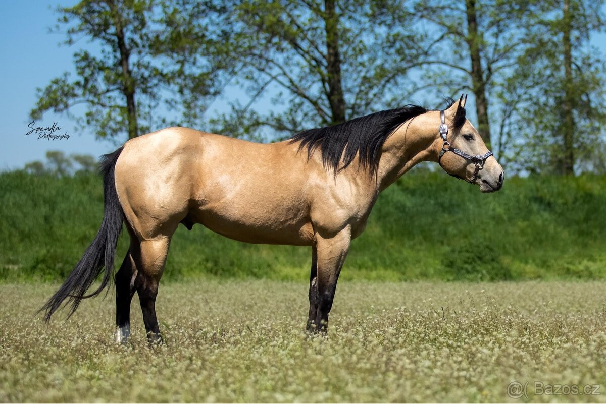 Připouštění QH hřebcem 7 panel N/N - 2