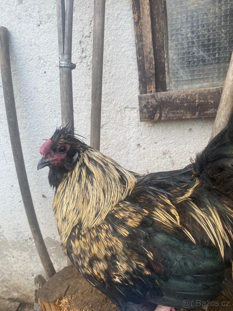 Prodam kohouta - 2