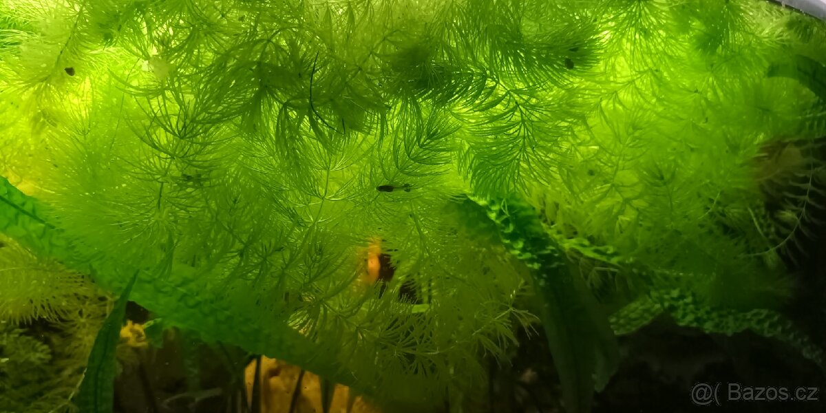 Akvarijní rostlinka - zdarma - 2