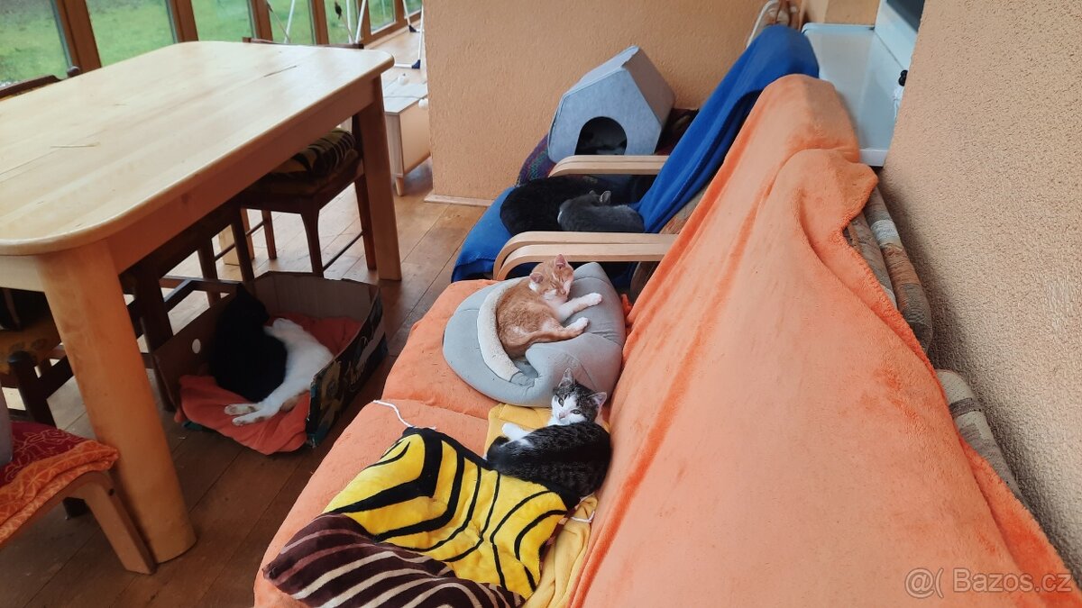 Daruji koťata do dobrých rukou - 2