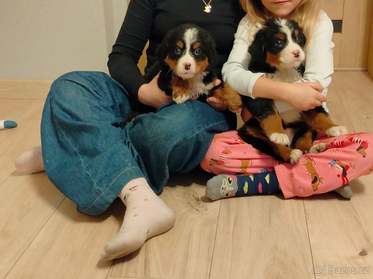 Bernský salašnický pes - 2