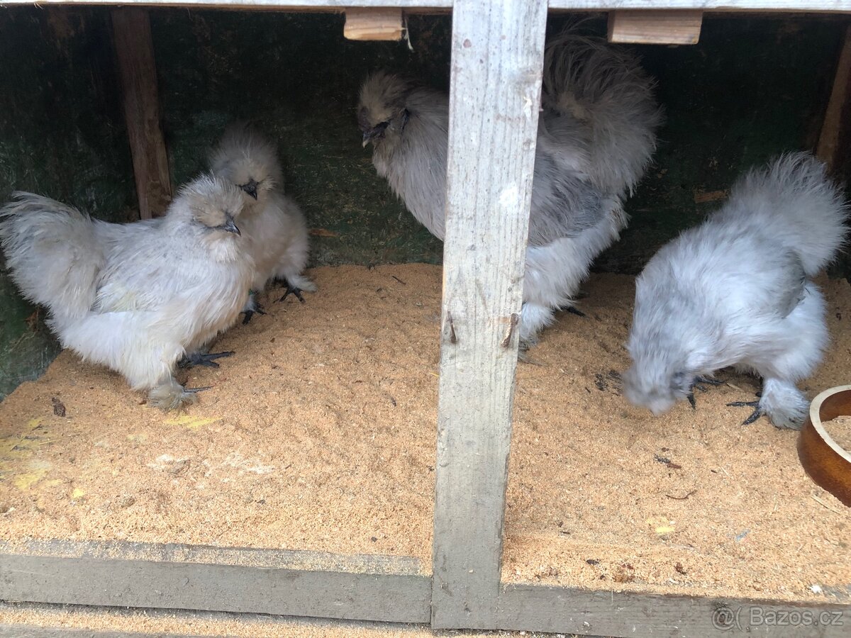 Kuřata hedvábničky velké vousaté. - 2