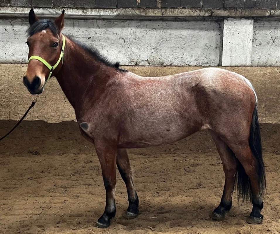 Pony klisna - 2