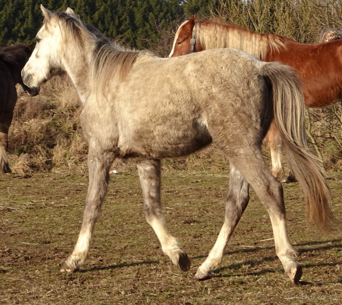 Prodám hřebce welsh pony, sekce B. - 2